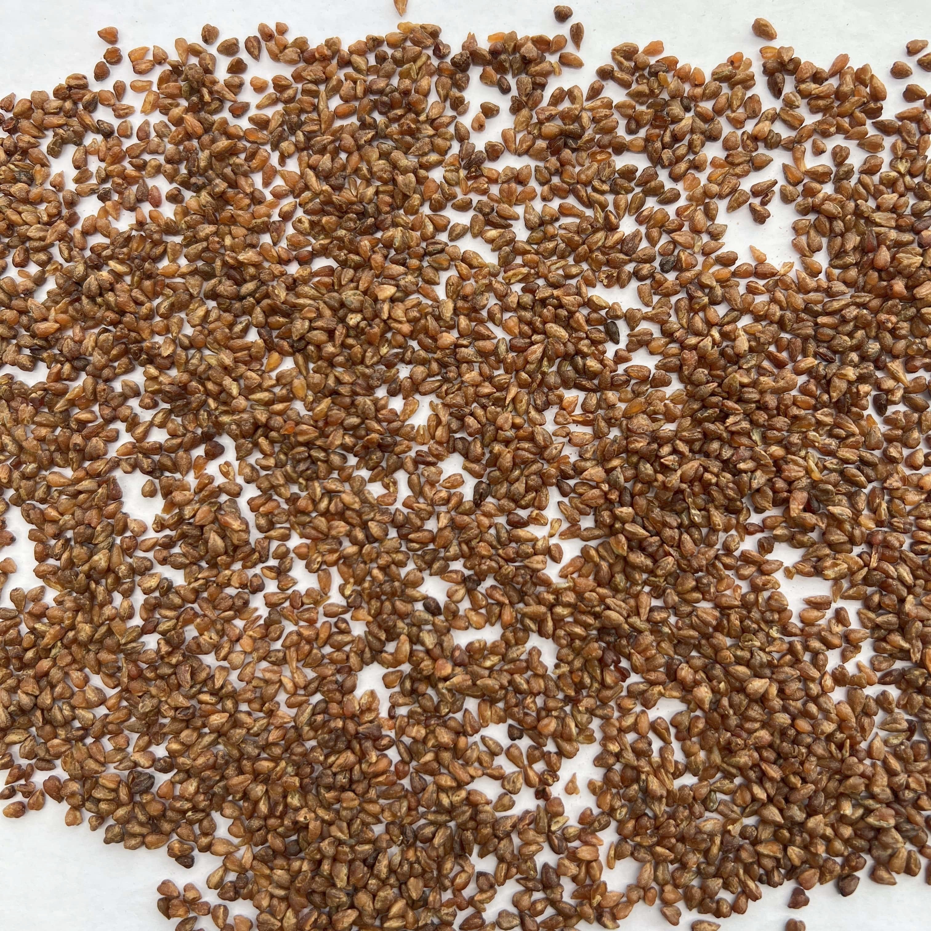 Black Buckwheat