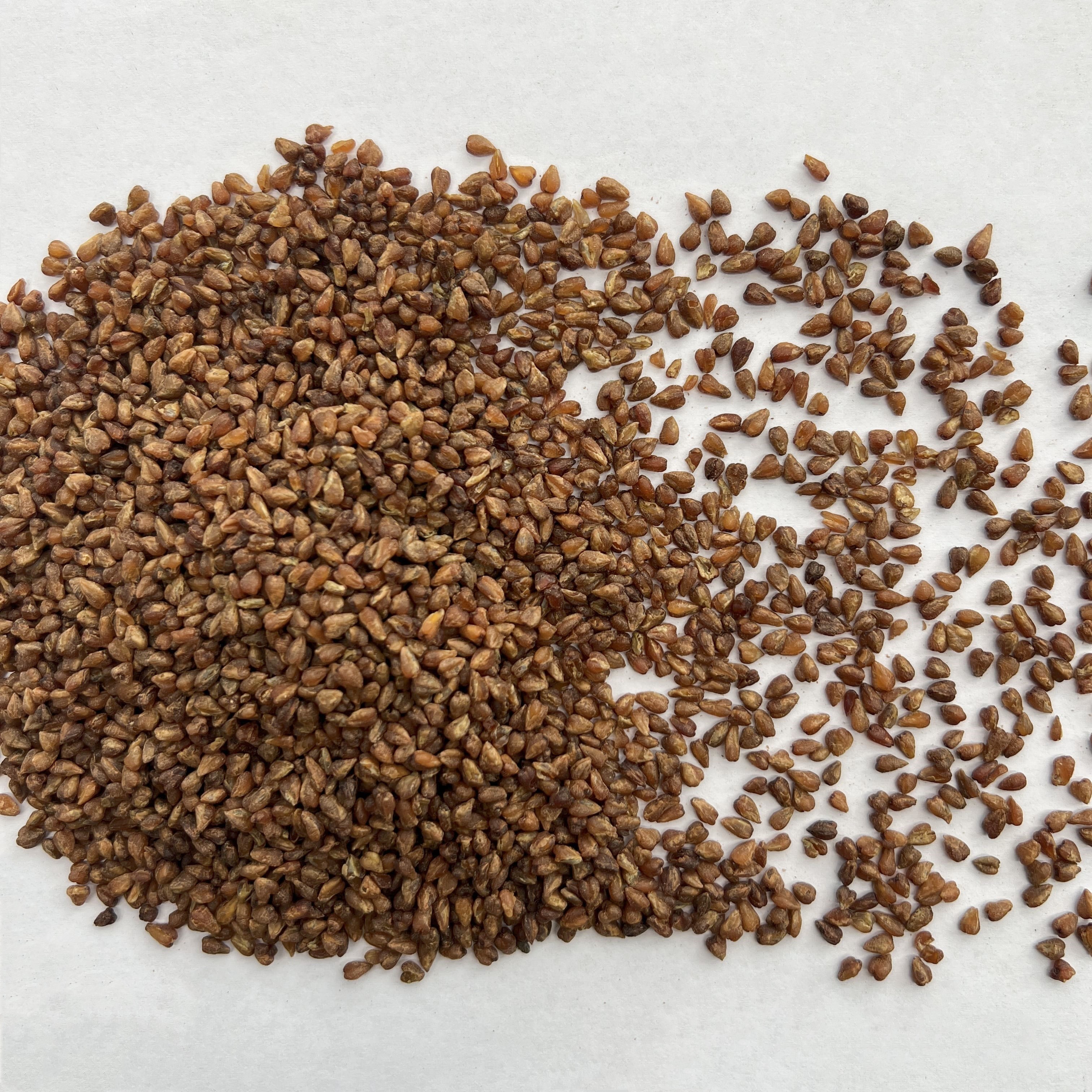 Black Buckwheat