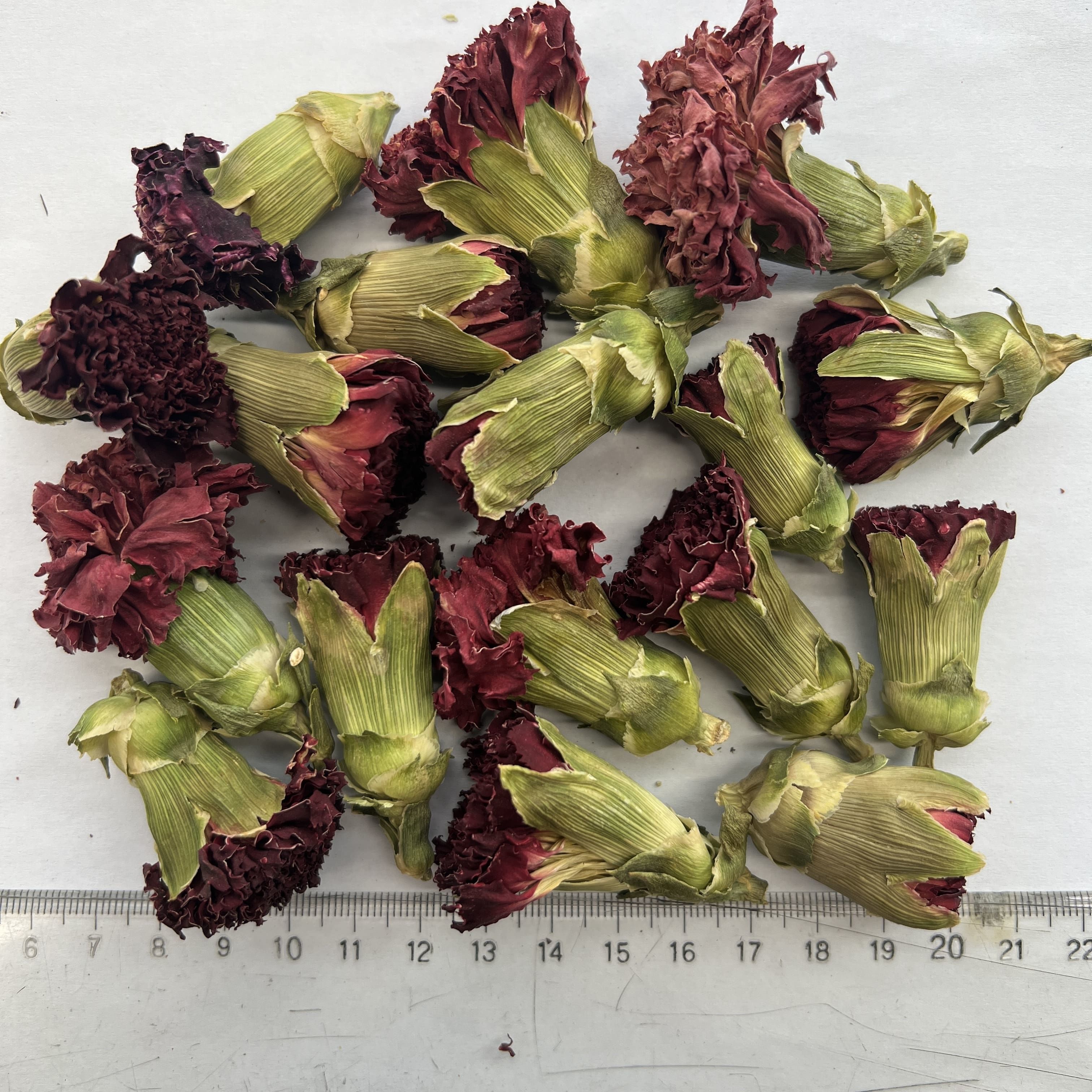 Carnation