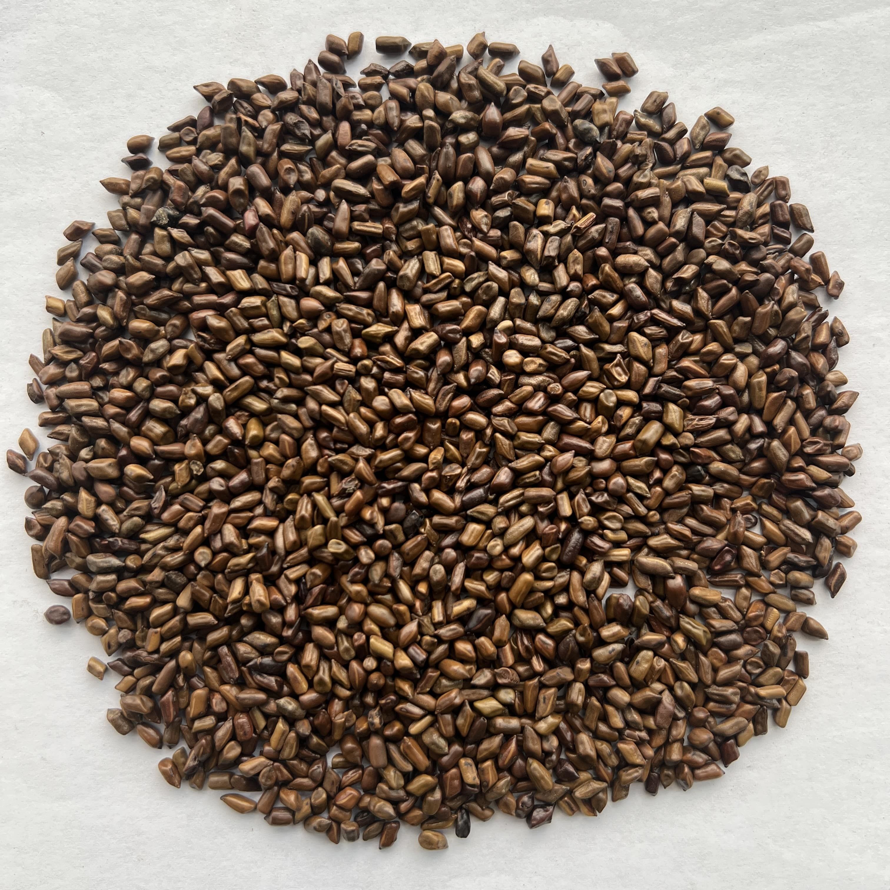 Cassia