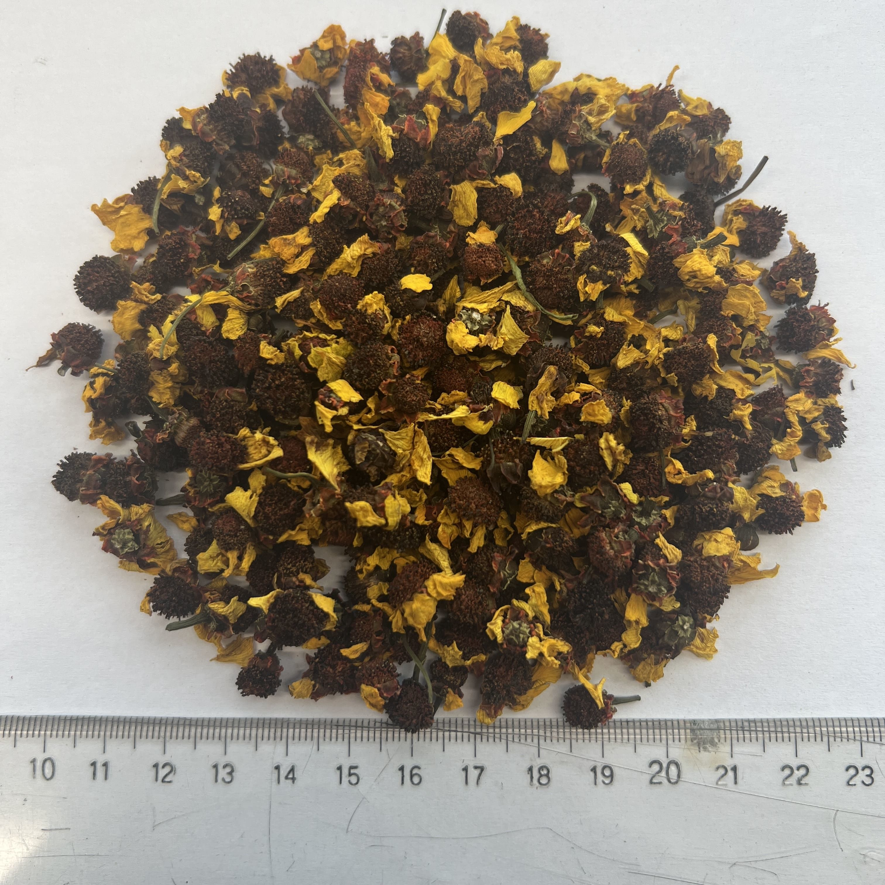 Snow Chrysanthemum