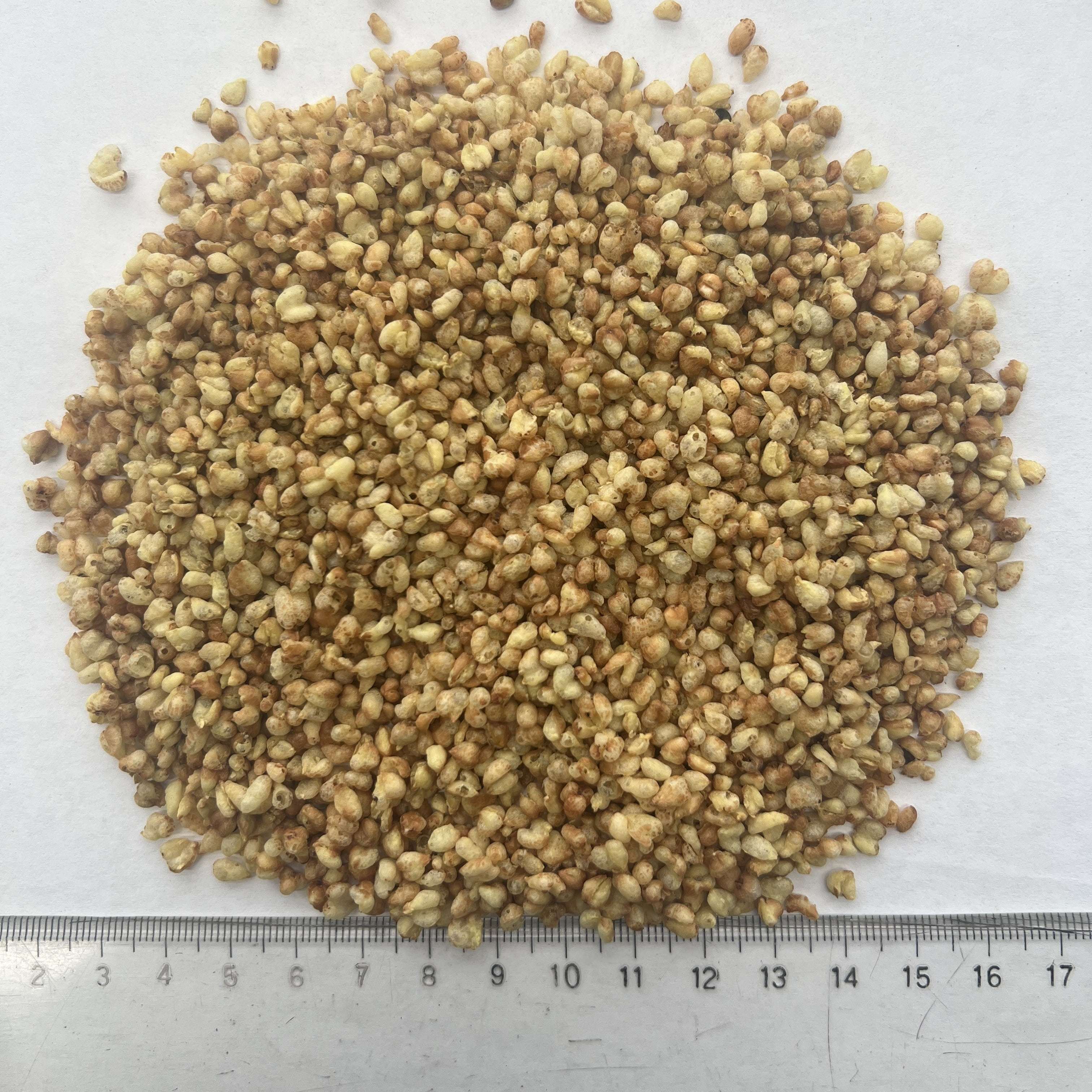 Yellow Buckwheat