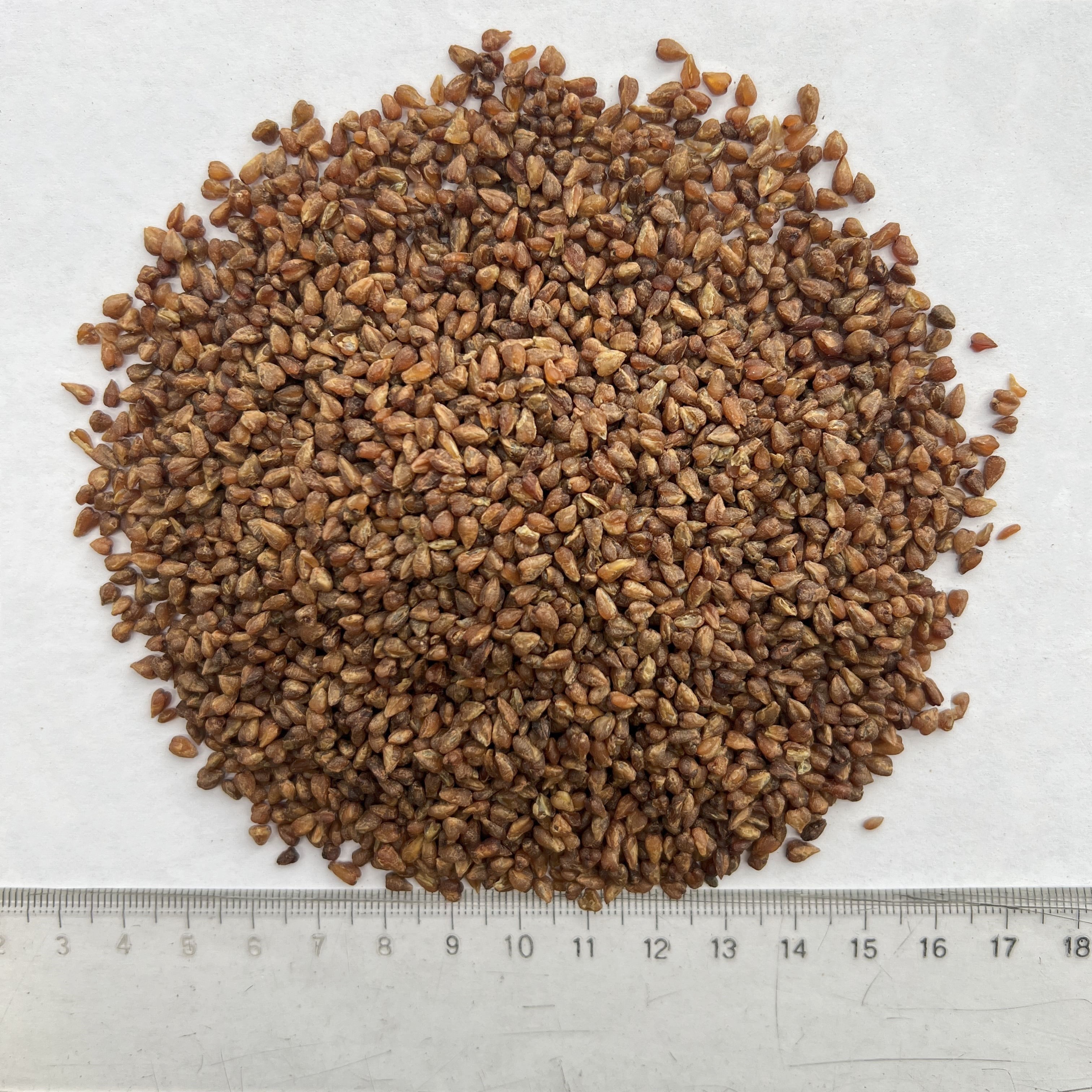Black Buckwheat