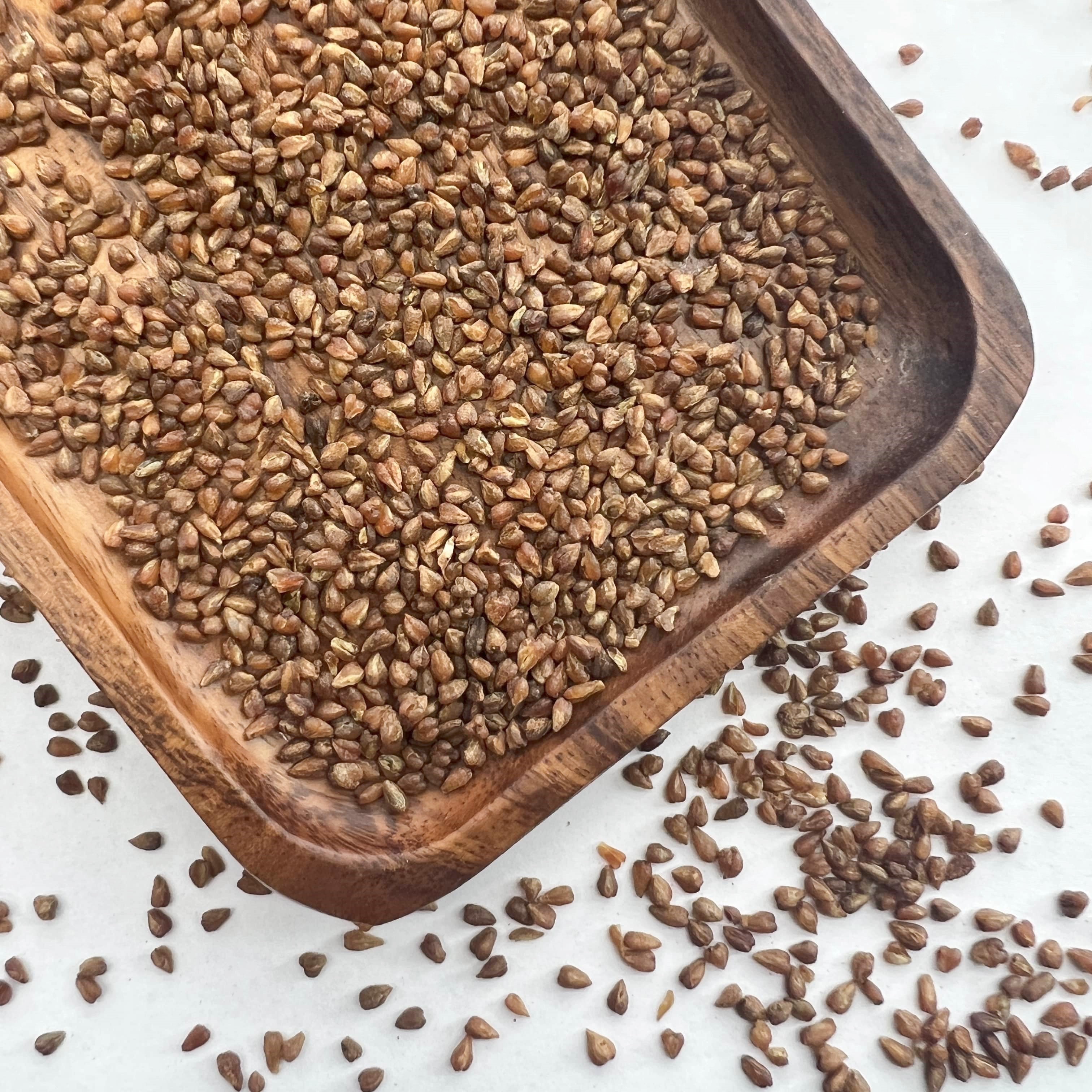 Black Buckwheat