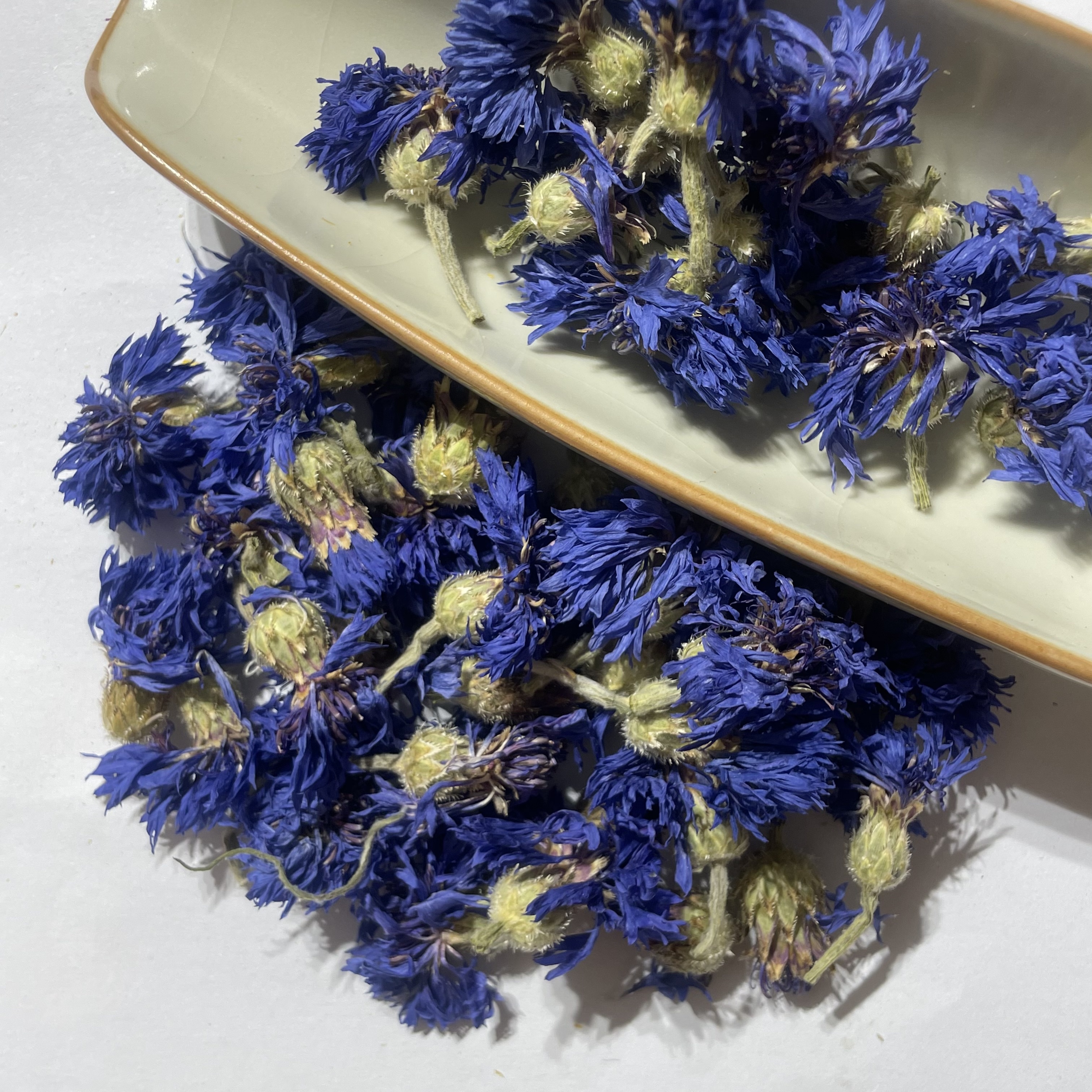 Cornflower Cornflower