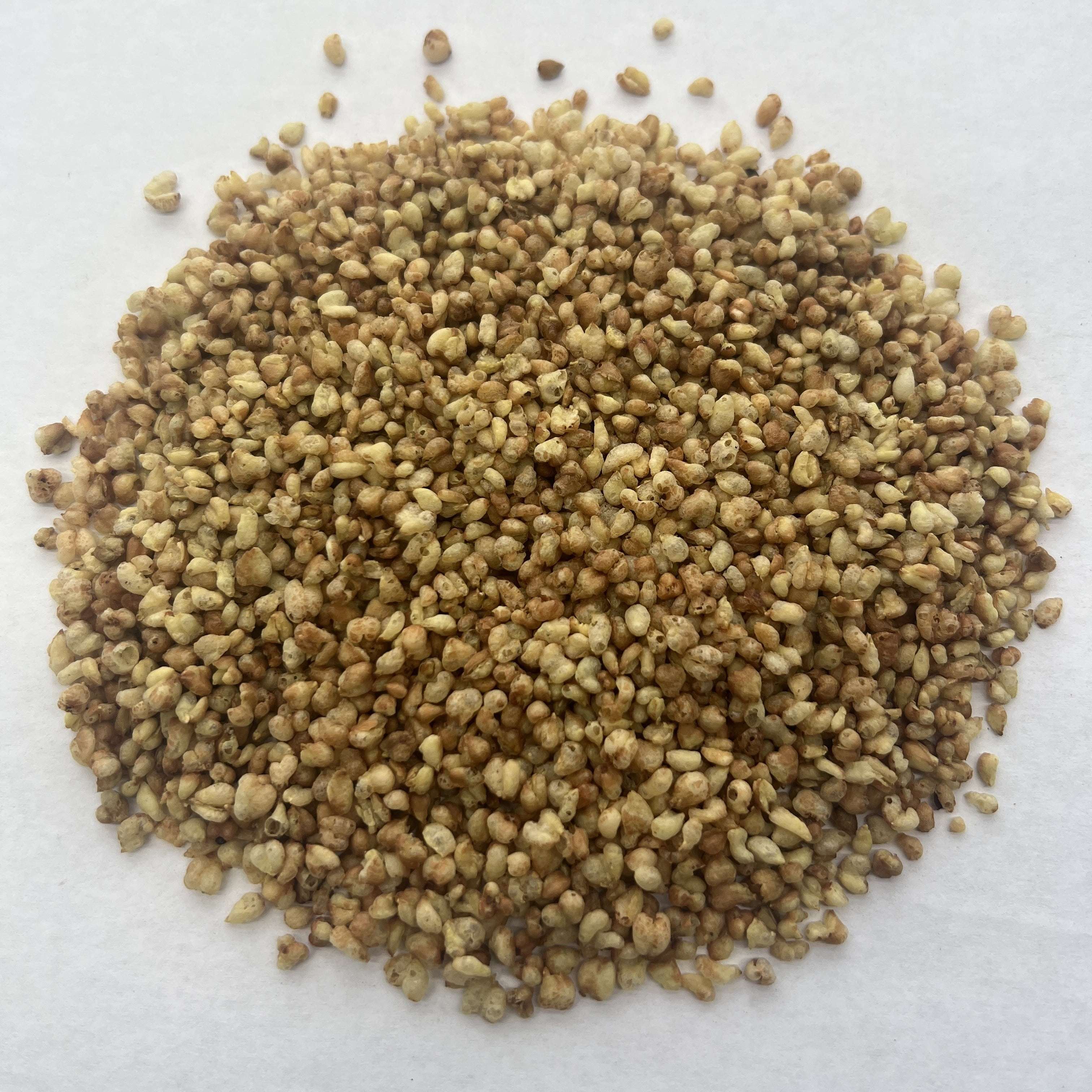 Yellow Buckwheat