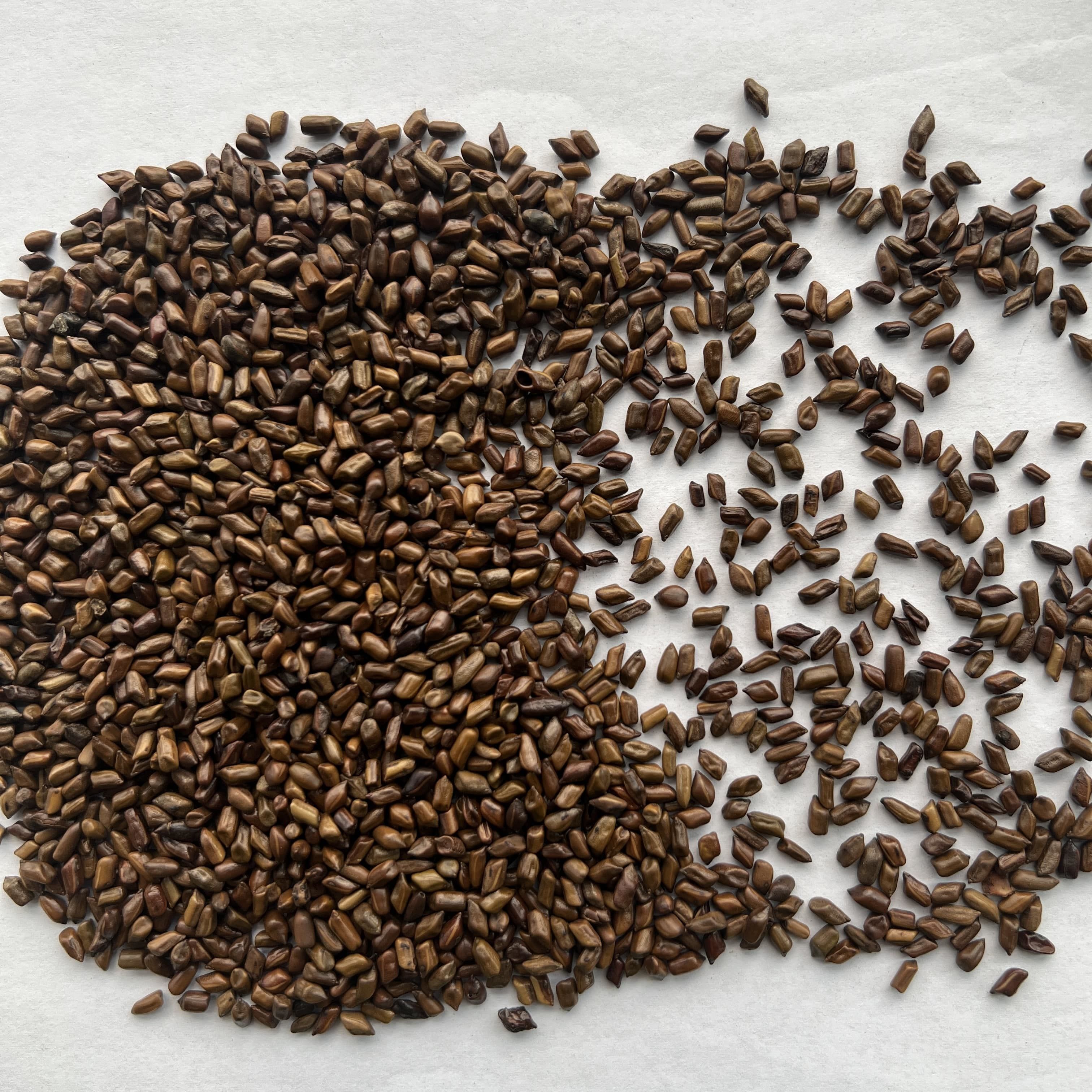 Cassia