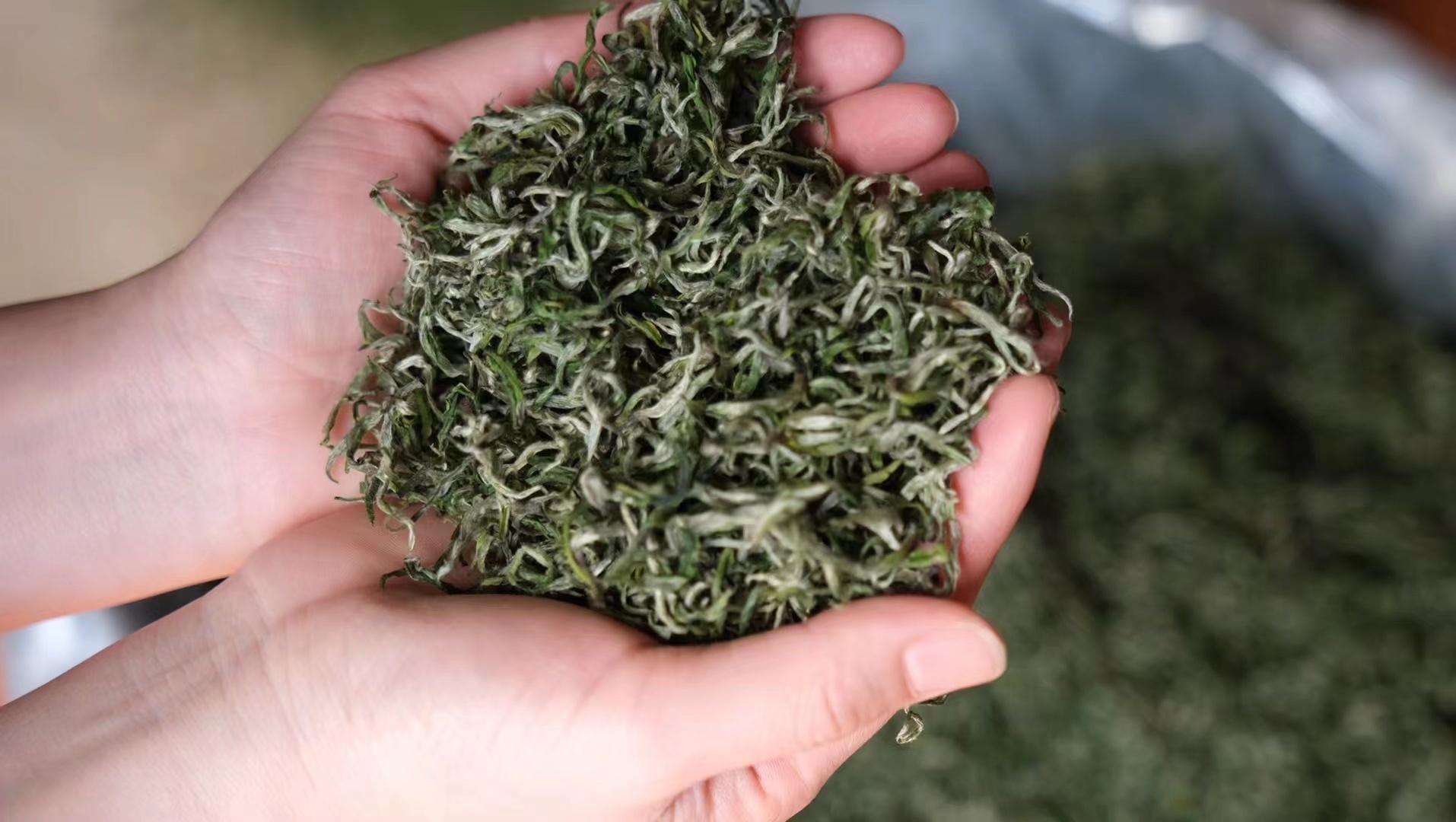 Bao Jin Golden Green Tea