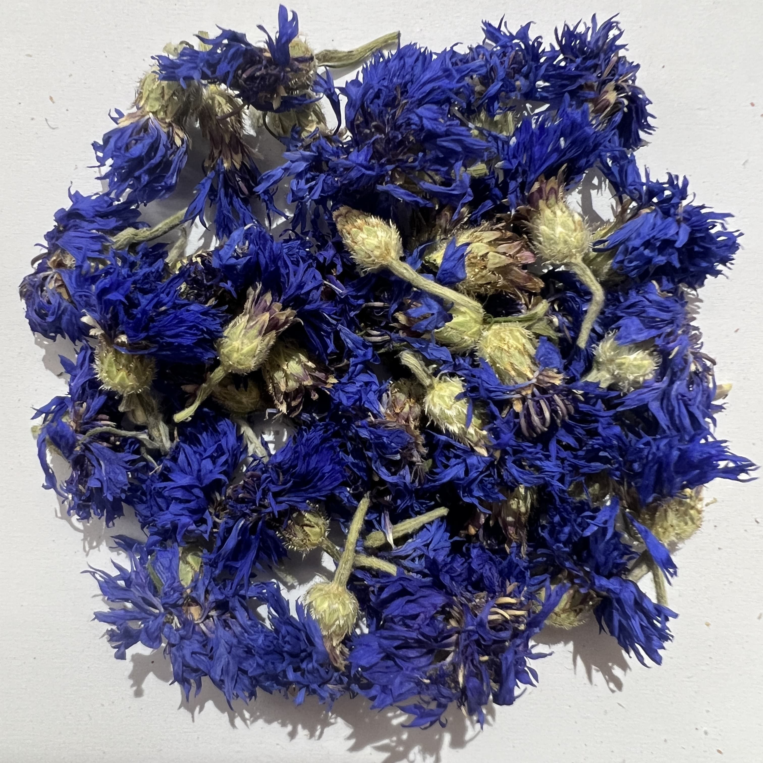 Cornflower Cornflower