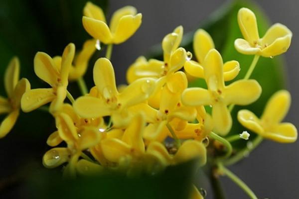 Osmanthus-oolong