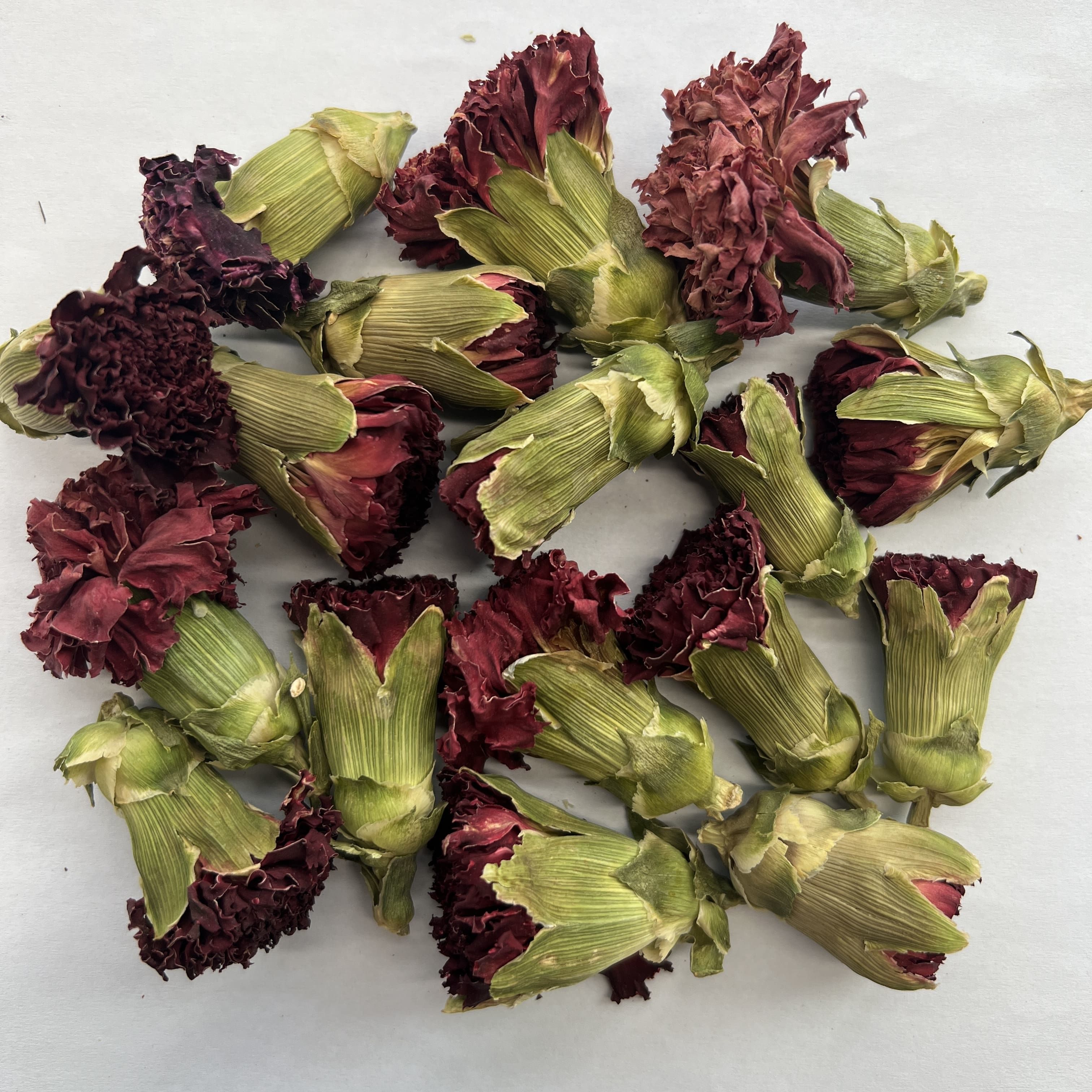 Carnation