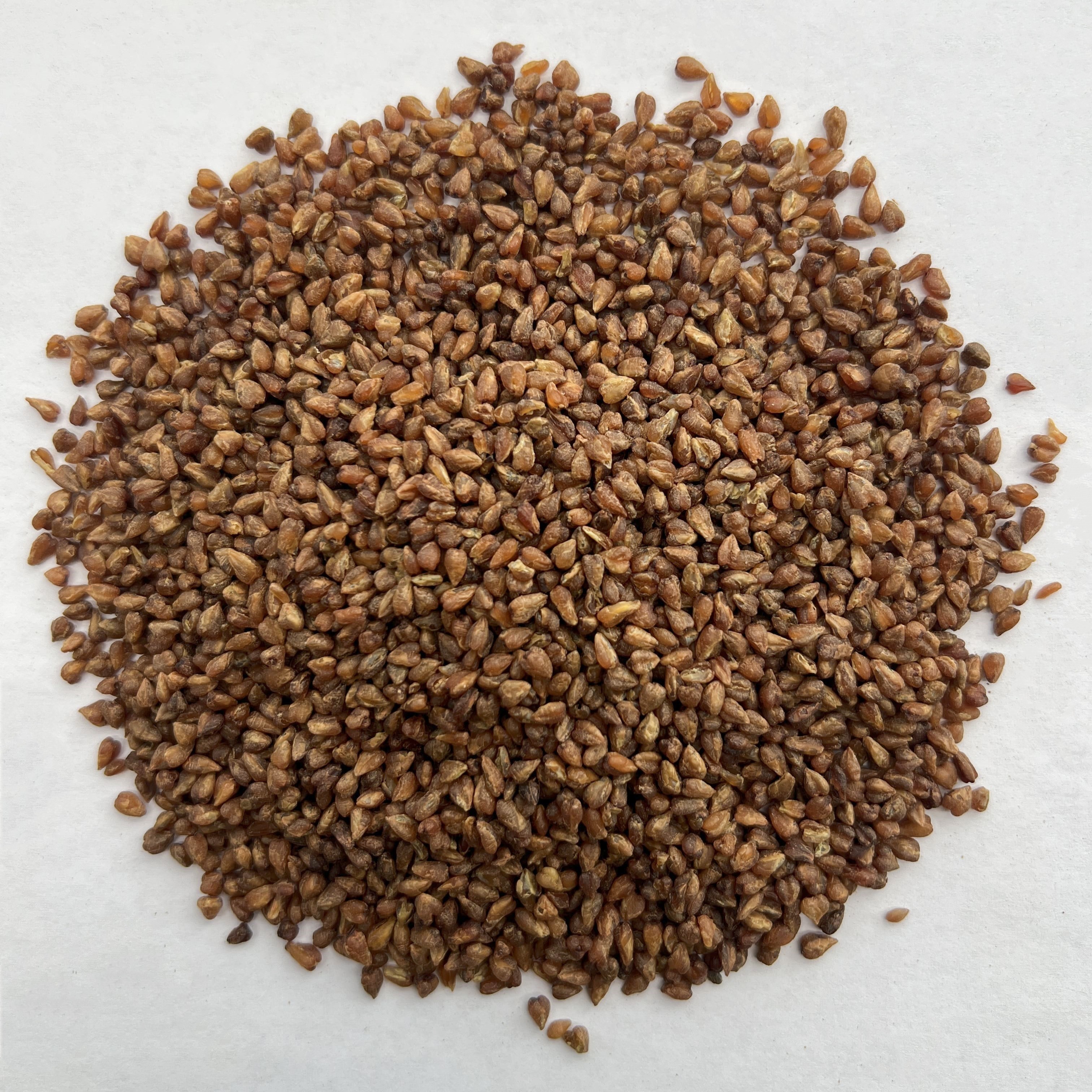 Black Buckwheat