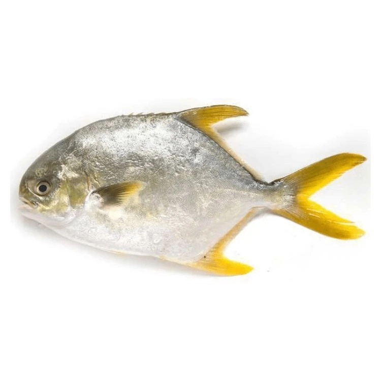 金鲳鱼