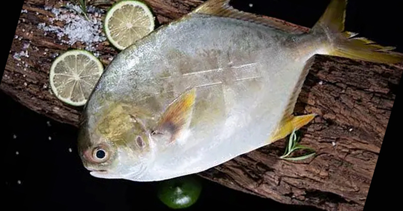 湛江，金鲳马之都
