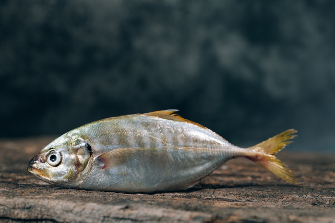 Seafood is not easy to preserve? These methods make seafood fresh and tender all year round