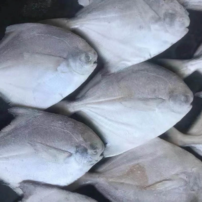 Silver Pomfret