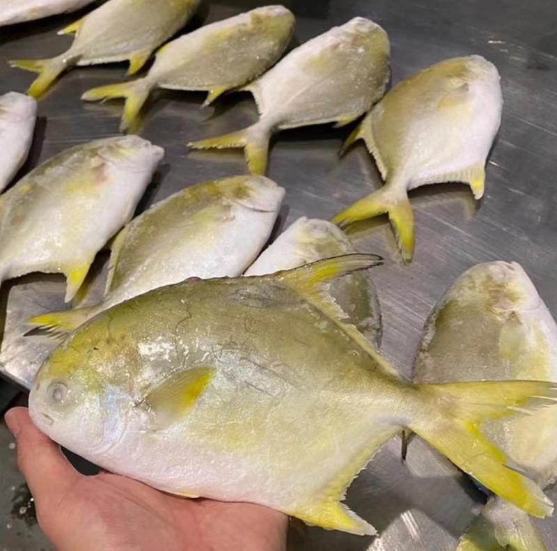 Golden Pomfret