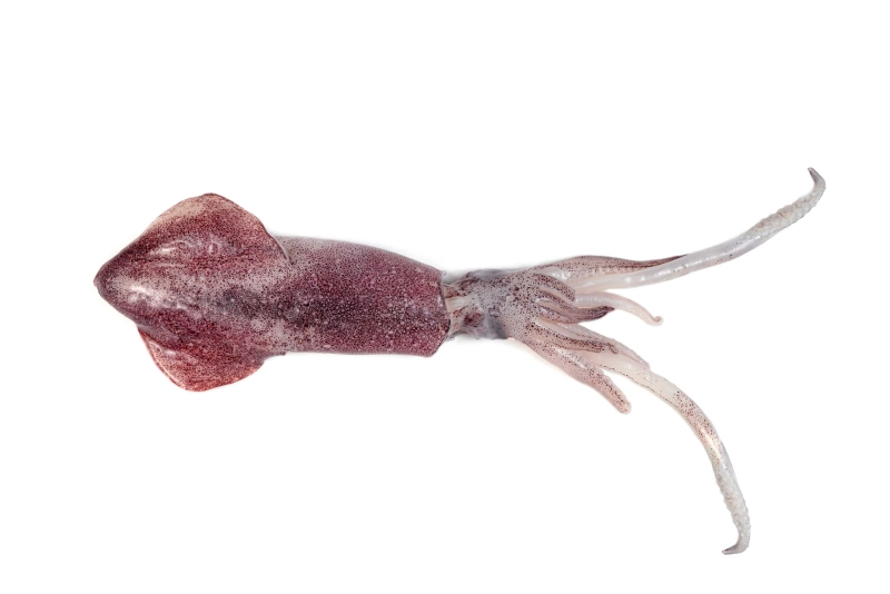 Squid