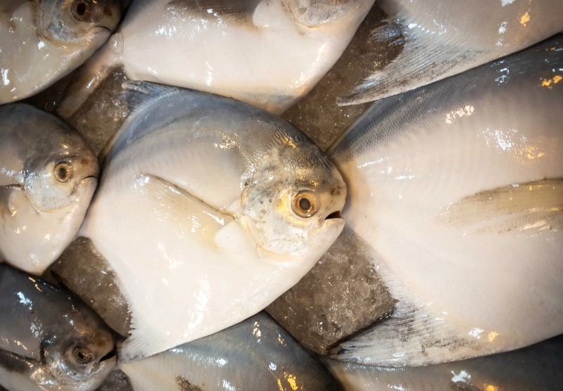 Silver Pomfret