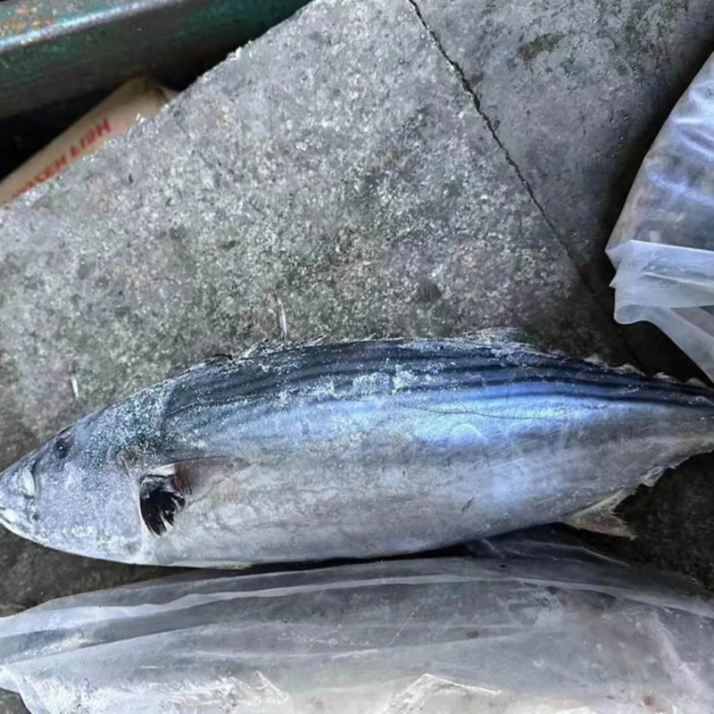 Bonito