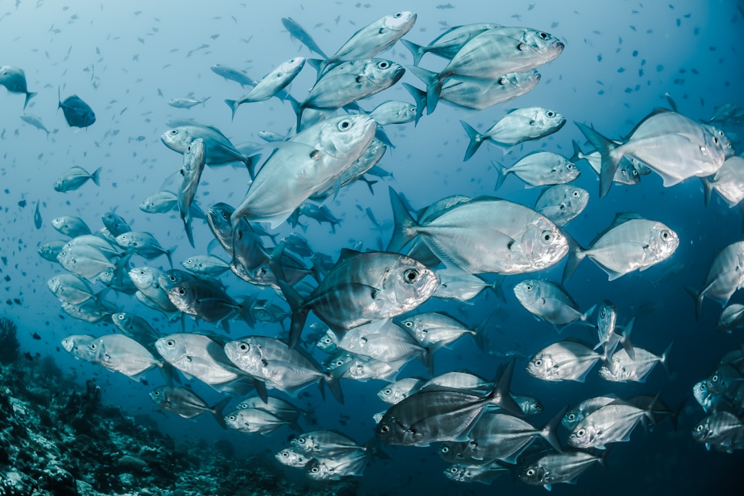 Revolutionary Seafood Preservation Techniques Pose Challenges to Marine Ecosystems