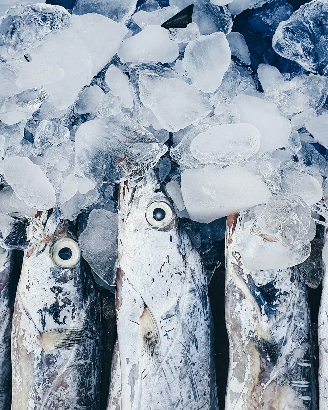 Revolutionary Seafood Preservation Techniques: Enhancing Quality and Extending Shelf Life