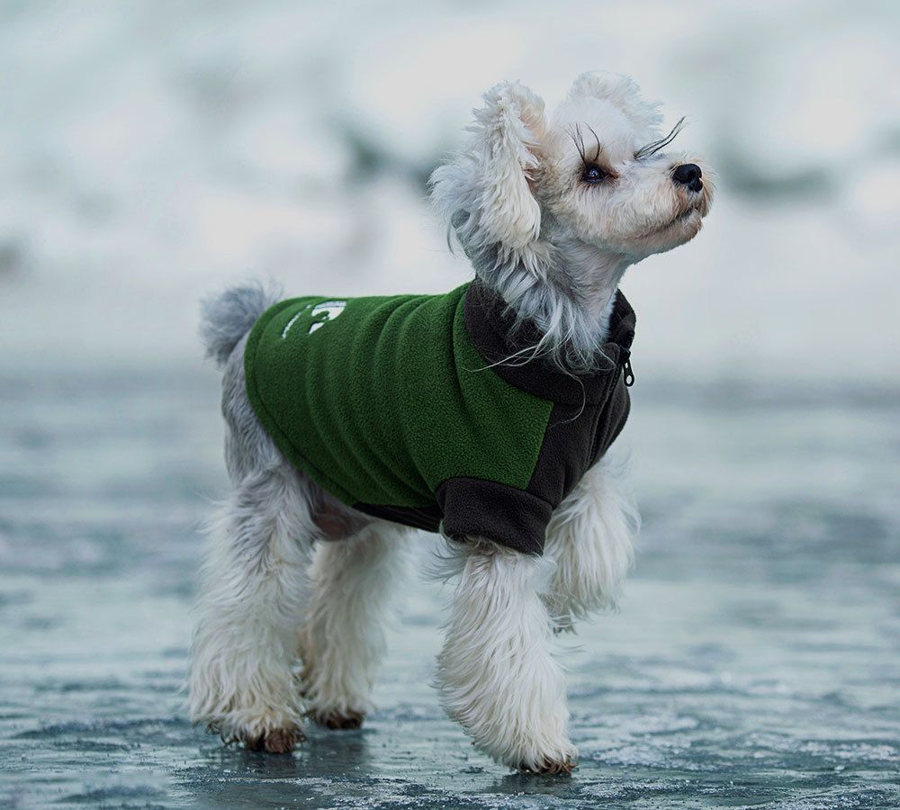 Pet Clothes