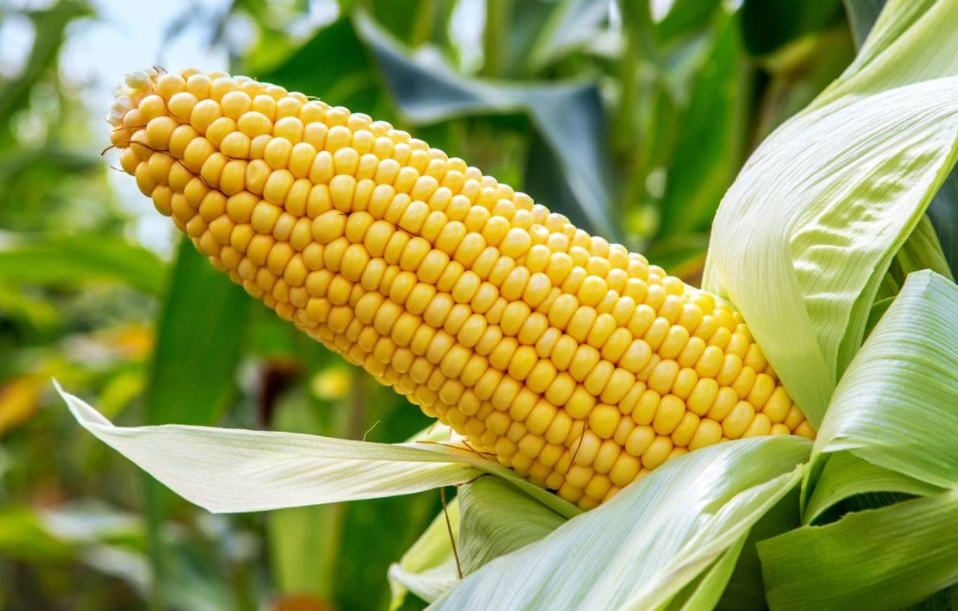 玉米种子的贮藏技术，与选用方法，你都做对了吗