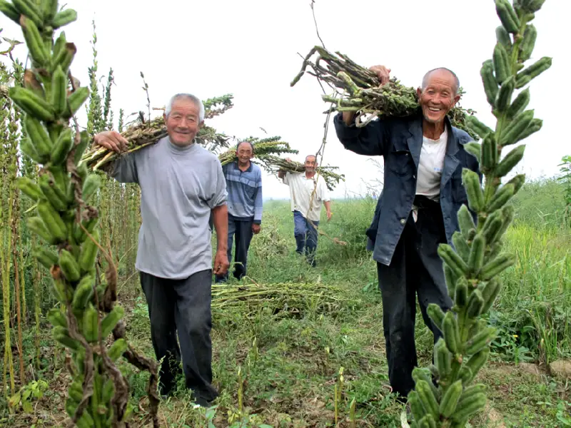 自主品种大丰收