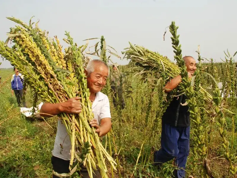 丰收的喜悦