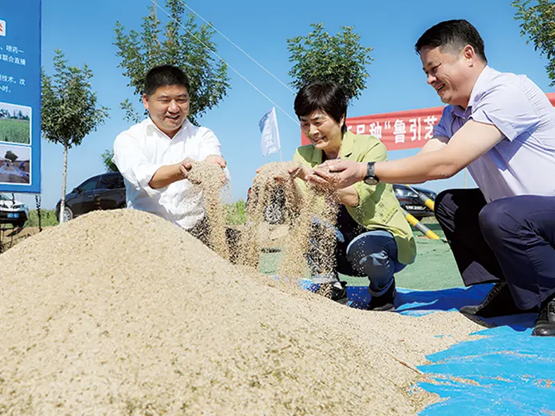 芝麻全程机械化丰收现场