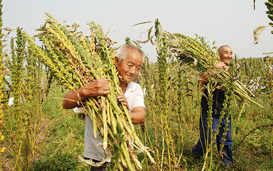 收集搬运 收集搬运