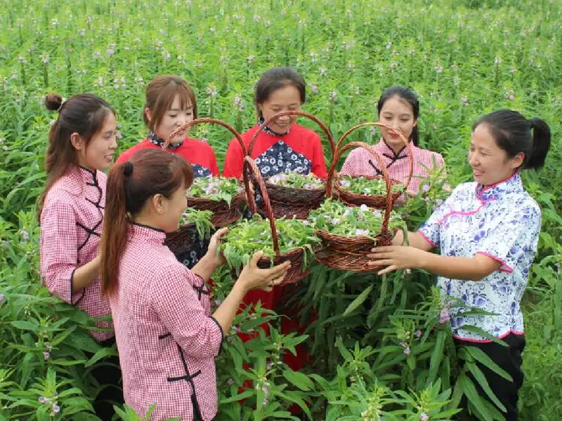 芝麻开花节节高