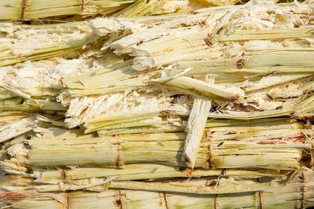 Sugarcane paper