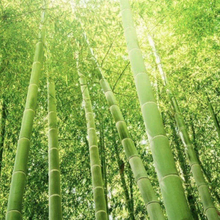 Bamboo pulp
