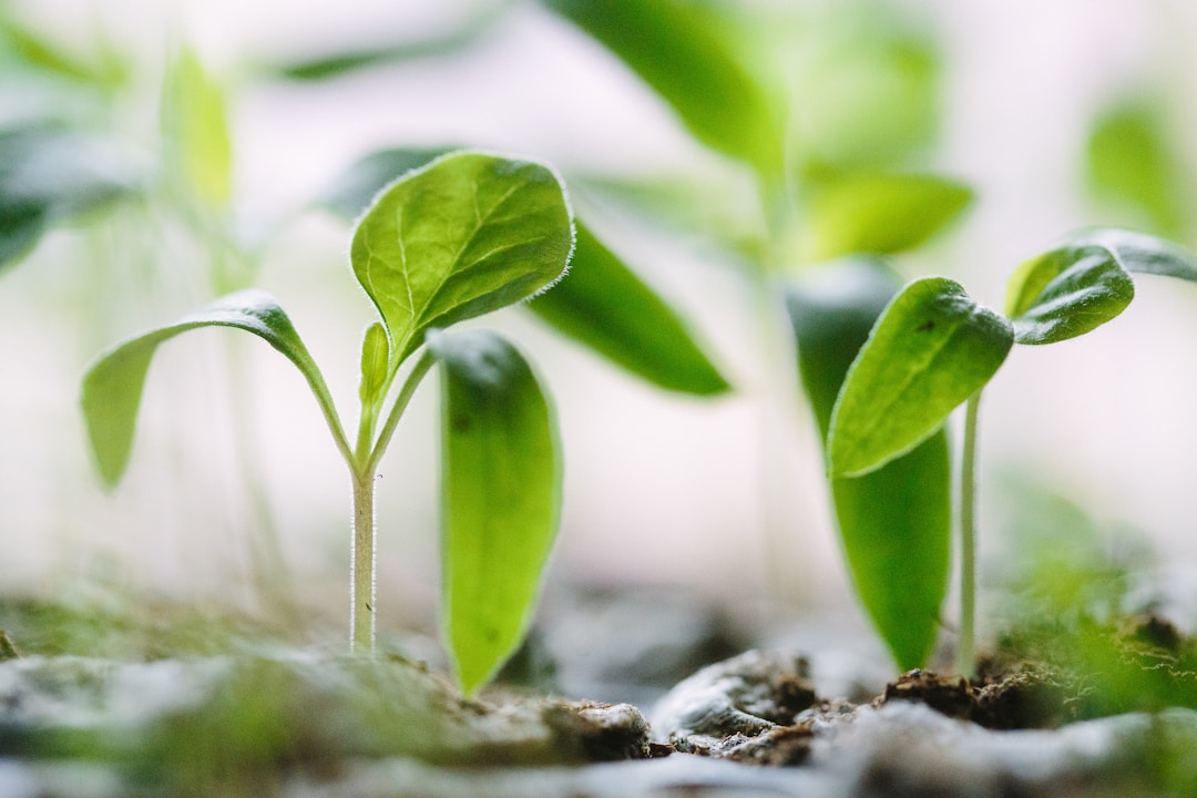 What is water soluble fertilizer