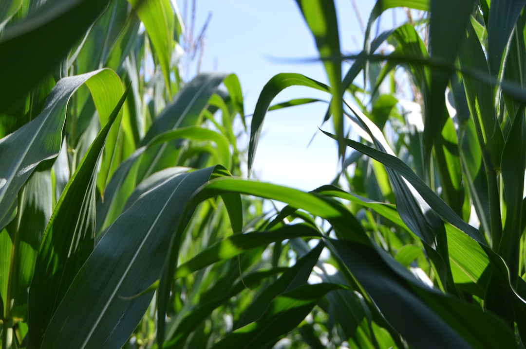 The mutual generation of crops