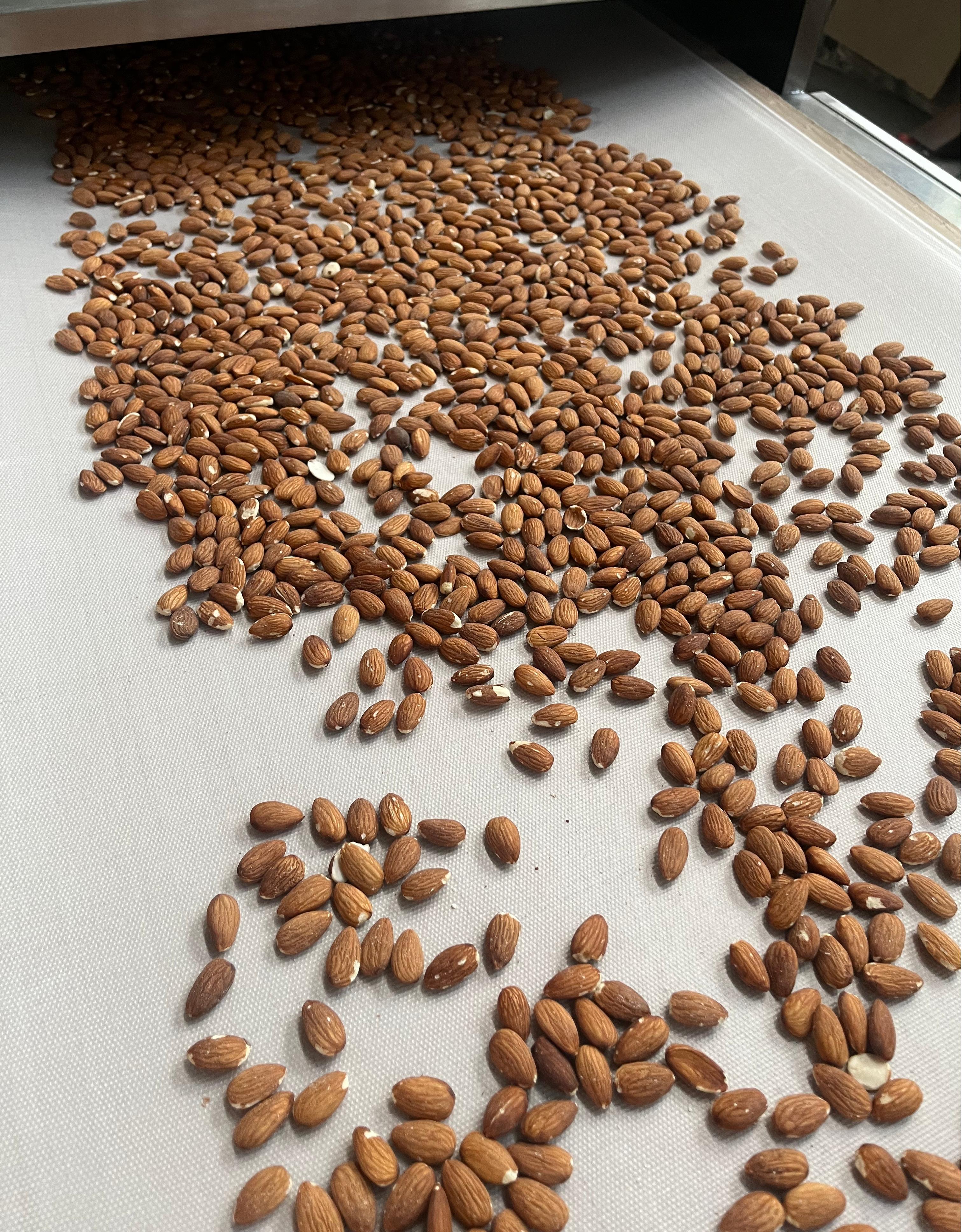 杏仁微波烘焙 微波干果烘烤機(jī)