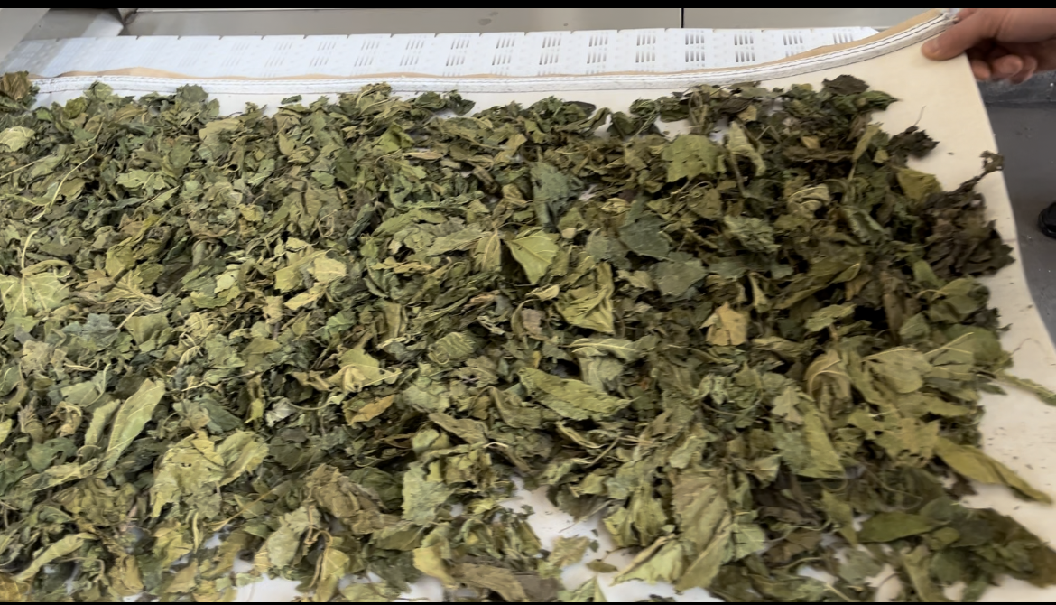 桑葉微波殺青烘干殺菌設備 科爾微波殺菌殺蟲卵設備