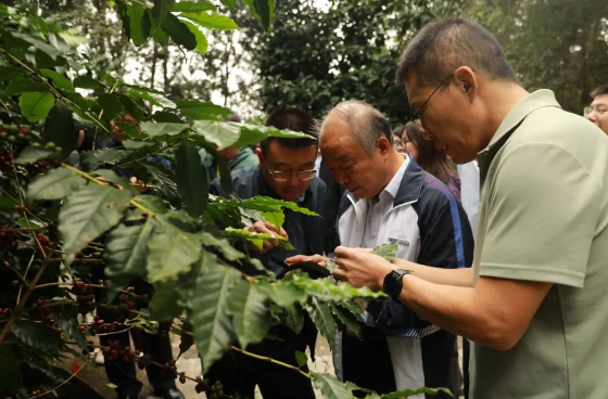 廣西水果技術(shù)指導(dǎo)站、廣西亞熱帶作物研究所、廣西農(nóng)業(yè)科學(xué)院百色分院一行赴云南省德宏熱帶農(nóng)業(yè)科學(xué)研究所調(diào)研咖啡產(chǎn)業(yè)