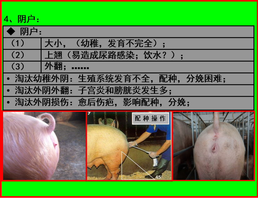 听课笔记:后备母猪的选育——袁国伟博士直播