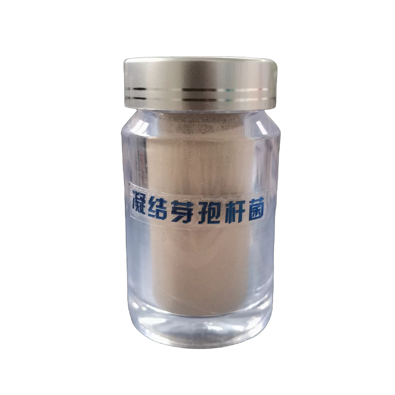 凝結(jié)芽抱桿菌