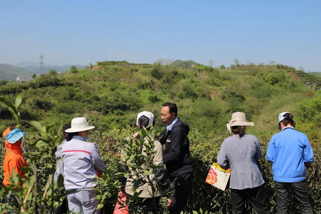 滿山春茶綠，眾人采茶樂 — 旅游公司圓滿開啟采春茶活動！