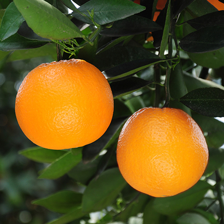 Naranja de ombligo Lanelate