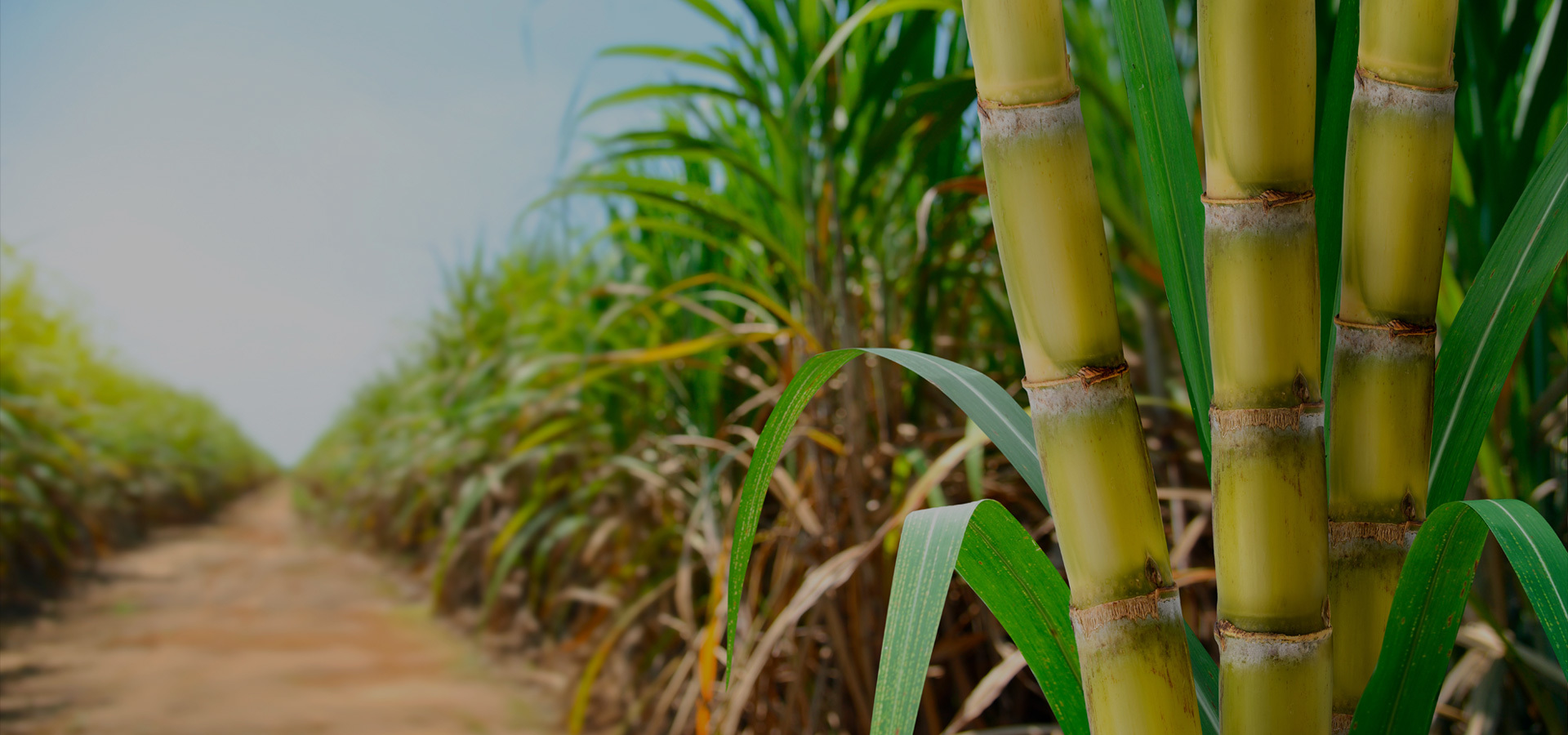 Good sugarcane