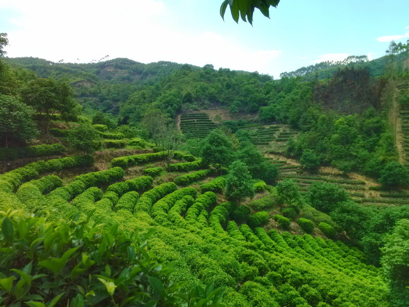 茶園展示