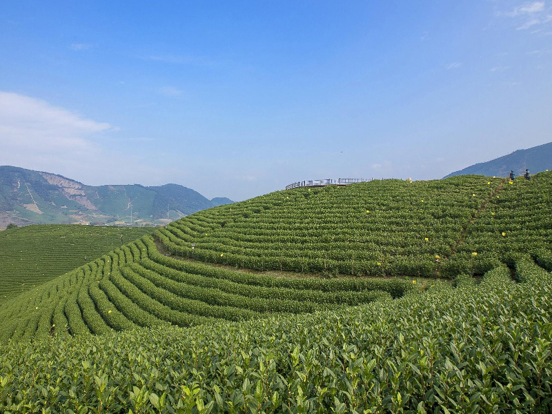 茶園展示