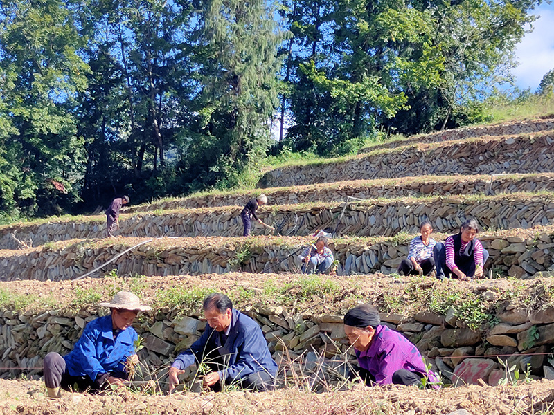 茶園展示