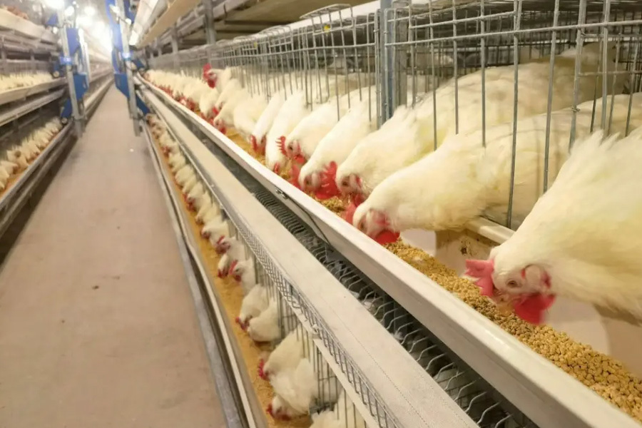 Broiler cage equipment