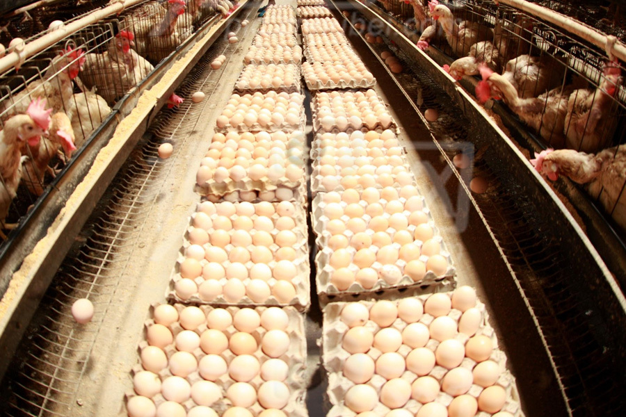 Egg cage raising equipment